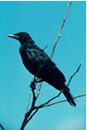 Crow
