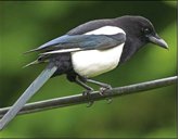 Magpie