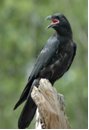 Raven