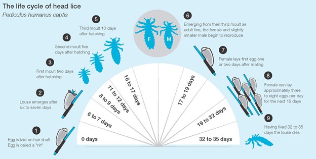 Picture of the life cycle of head lice