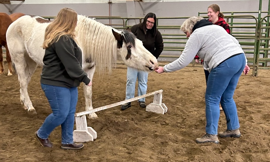 Person feeding a white horse